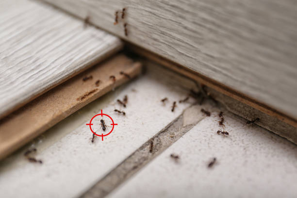 Best Emergency Pest Control  in Victor, ID
